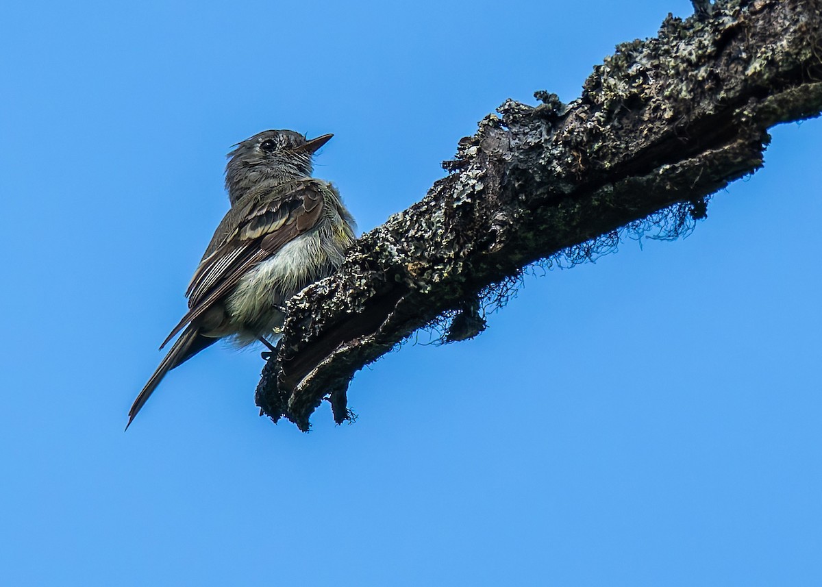 Dusky Flycatcher - ML639784092