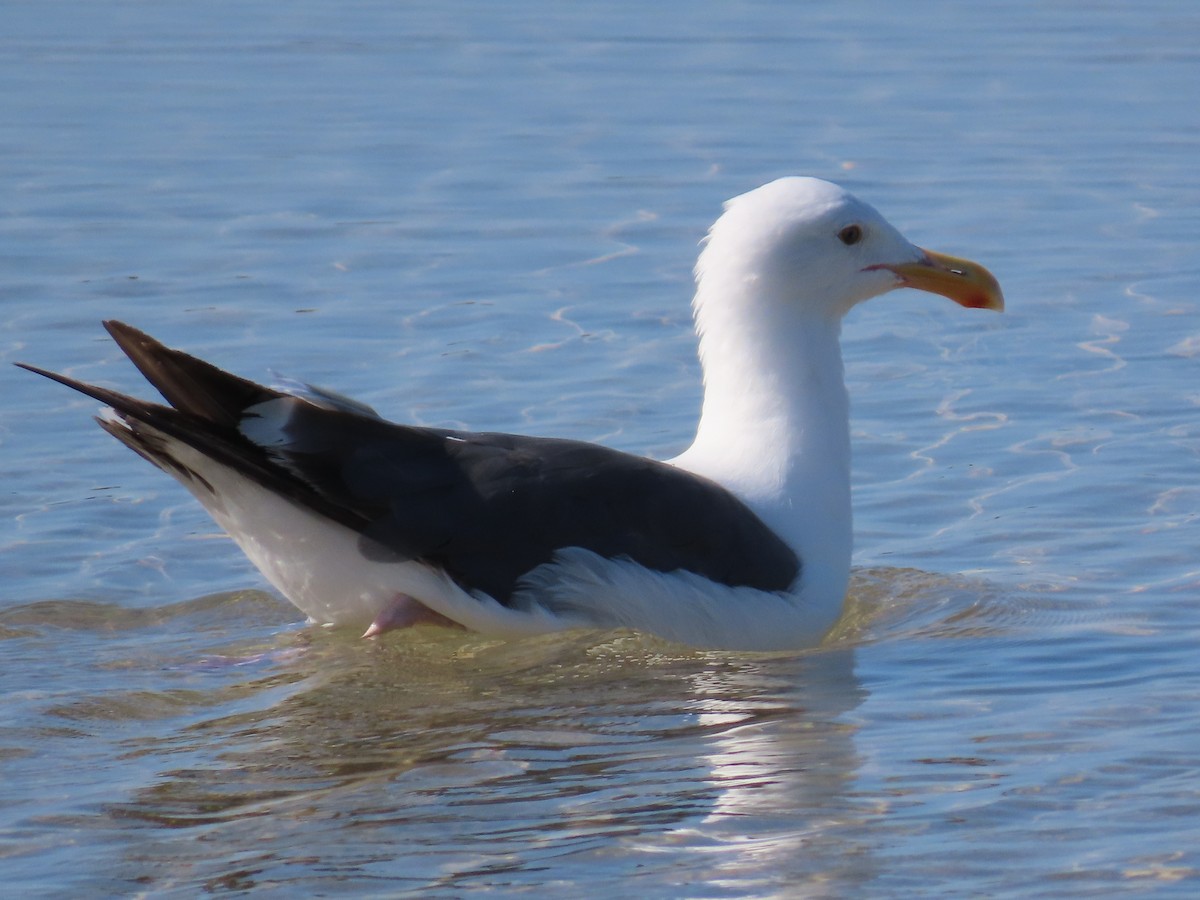 Yellow-footed Gull - ML639784151