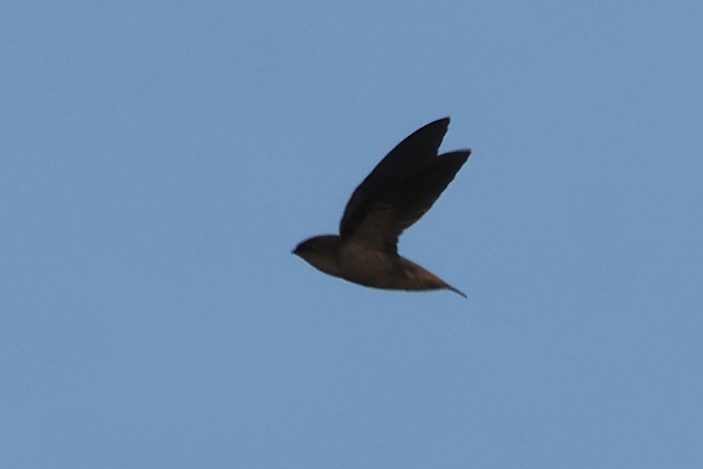 Chapman's Swift - ML639784159