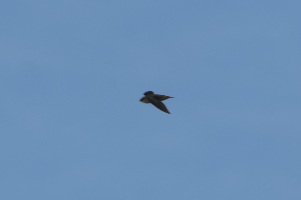 Chapman's Swift - ML639784161