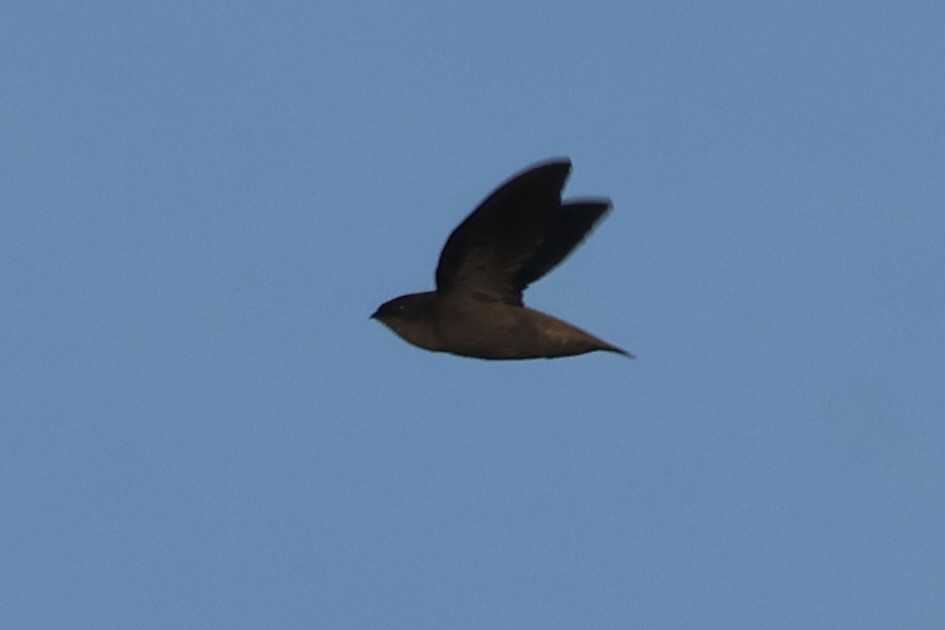 Chapman's Swift - ML639784165