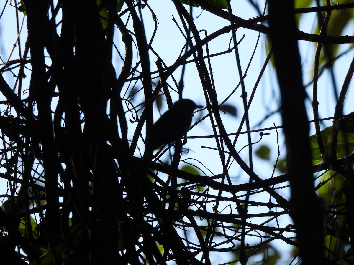 White-shouldered Antshrike - ML639784169