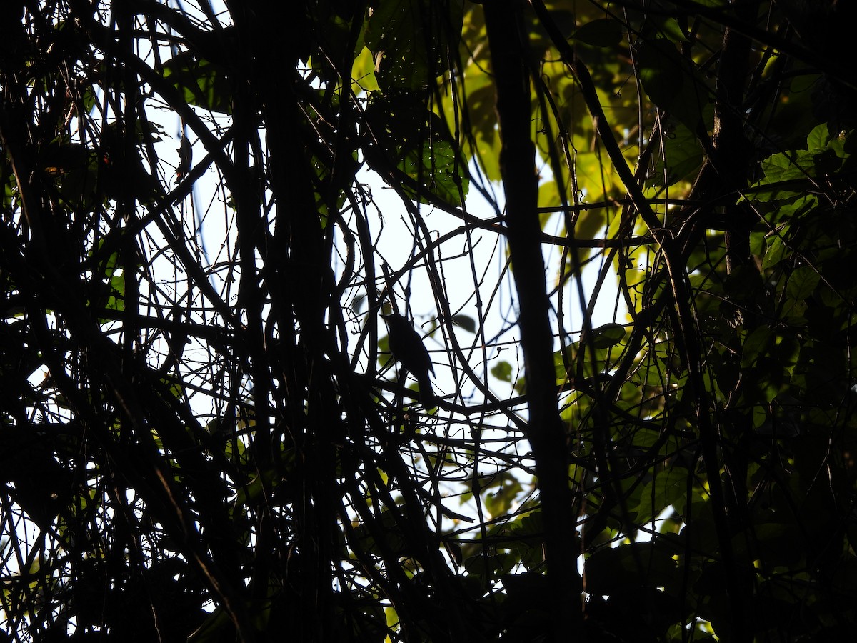 White-shouldered Antshrike - ML639784173