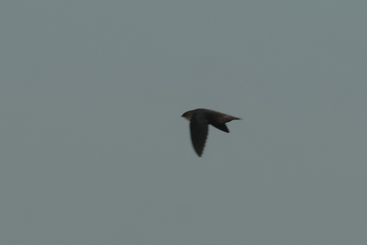 Chapman's Swift - ML639784177