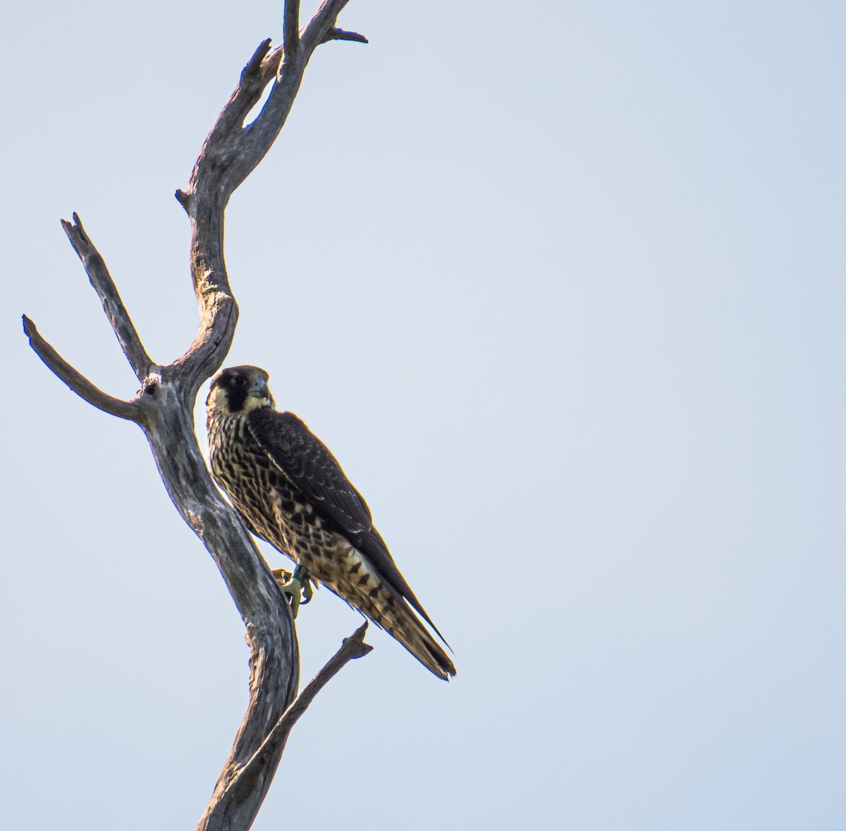 Эгэл шонхор - ML639784207