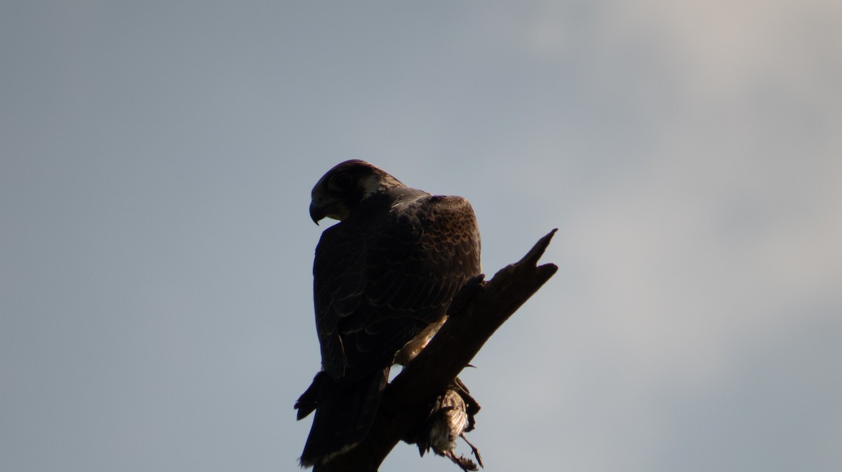 Эгэл шонхор - ML639784208