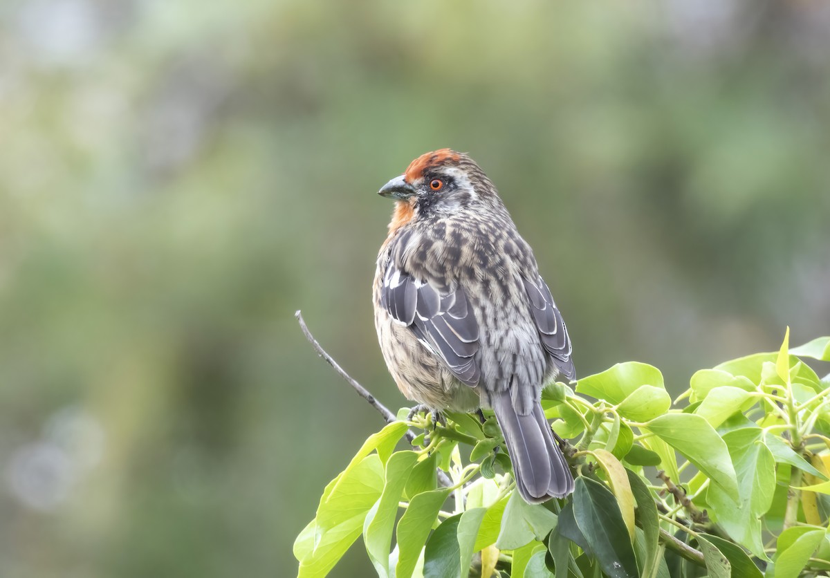 Rufous-tailed Plantcutter - ML639784216