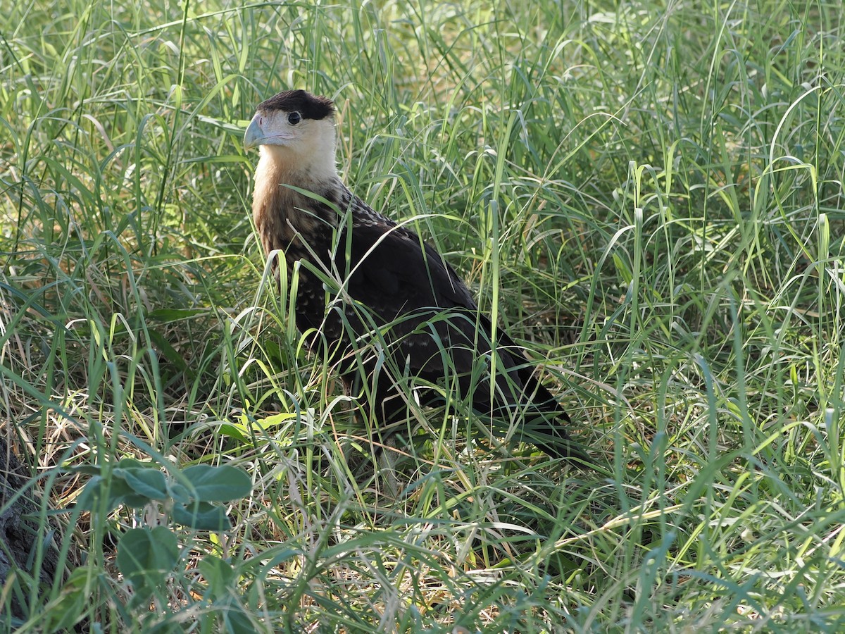 Caracara Carancho (norteño) - ML639784223