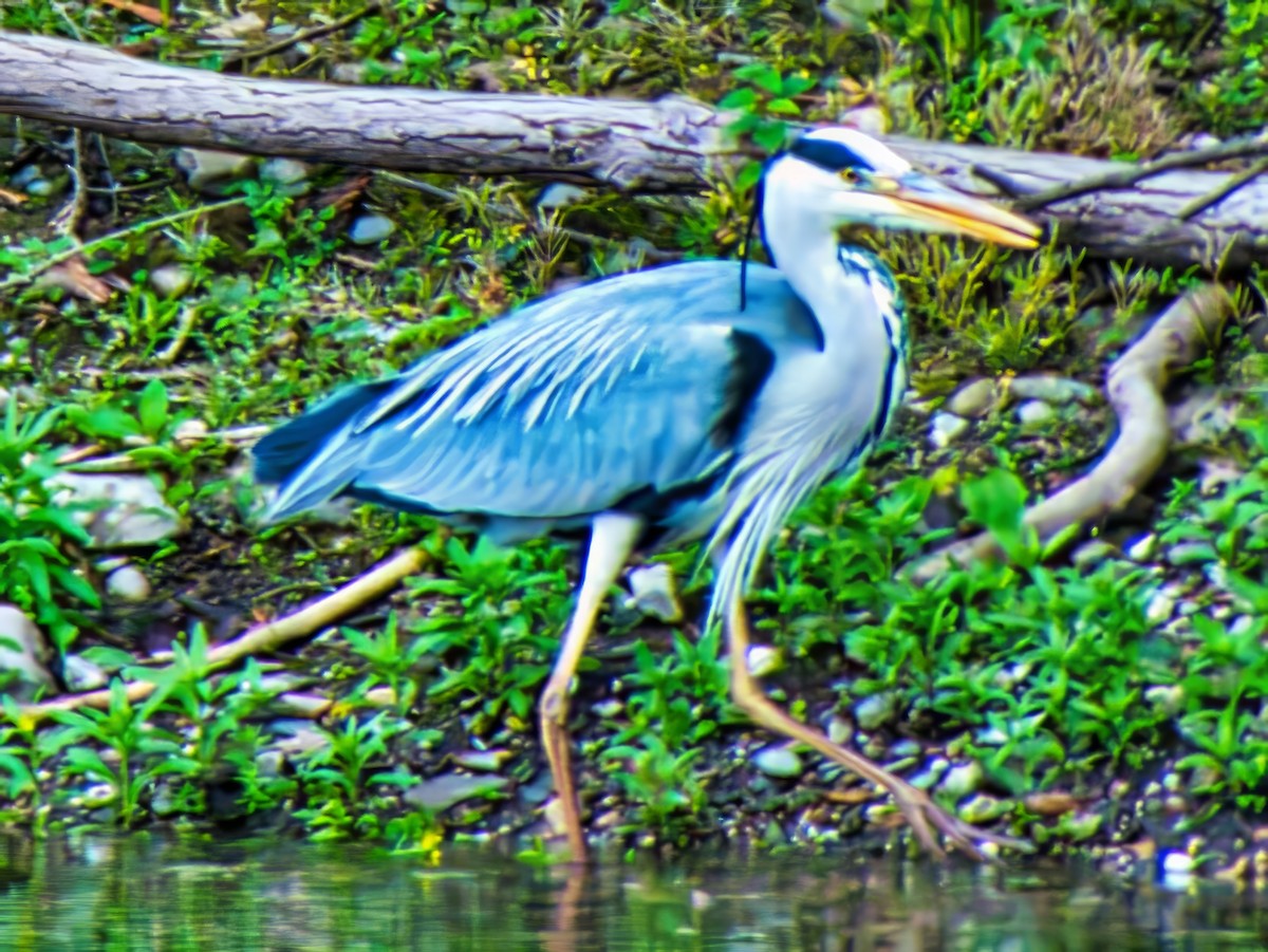 Gray Heron (Gray) - ML639784269