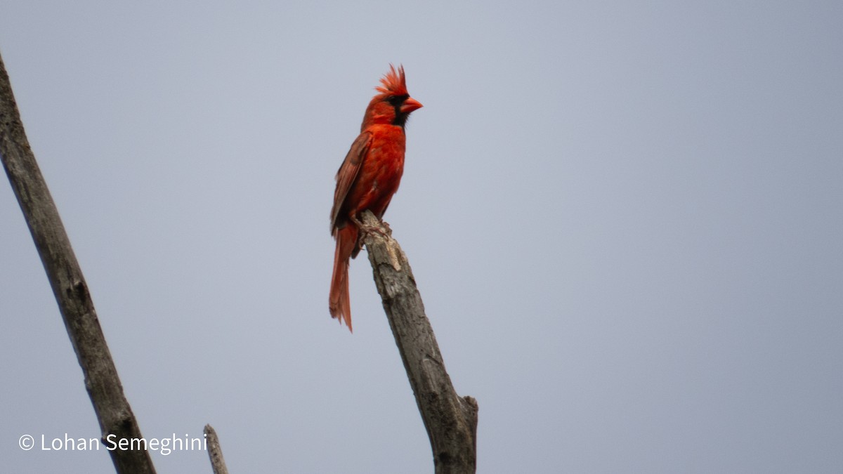 Cardinal rouge - ML639784270