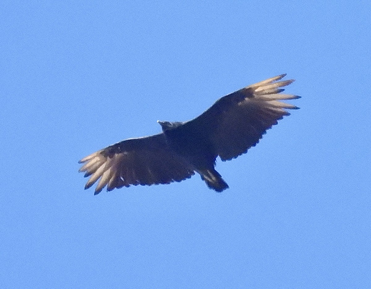 Black Vulture - ML639784300