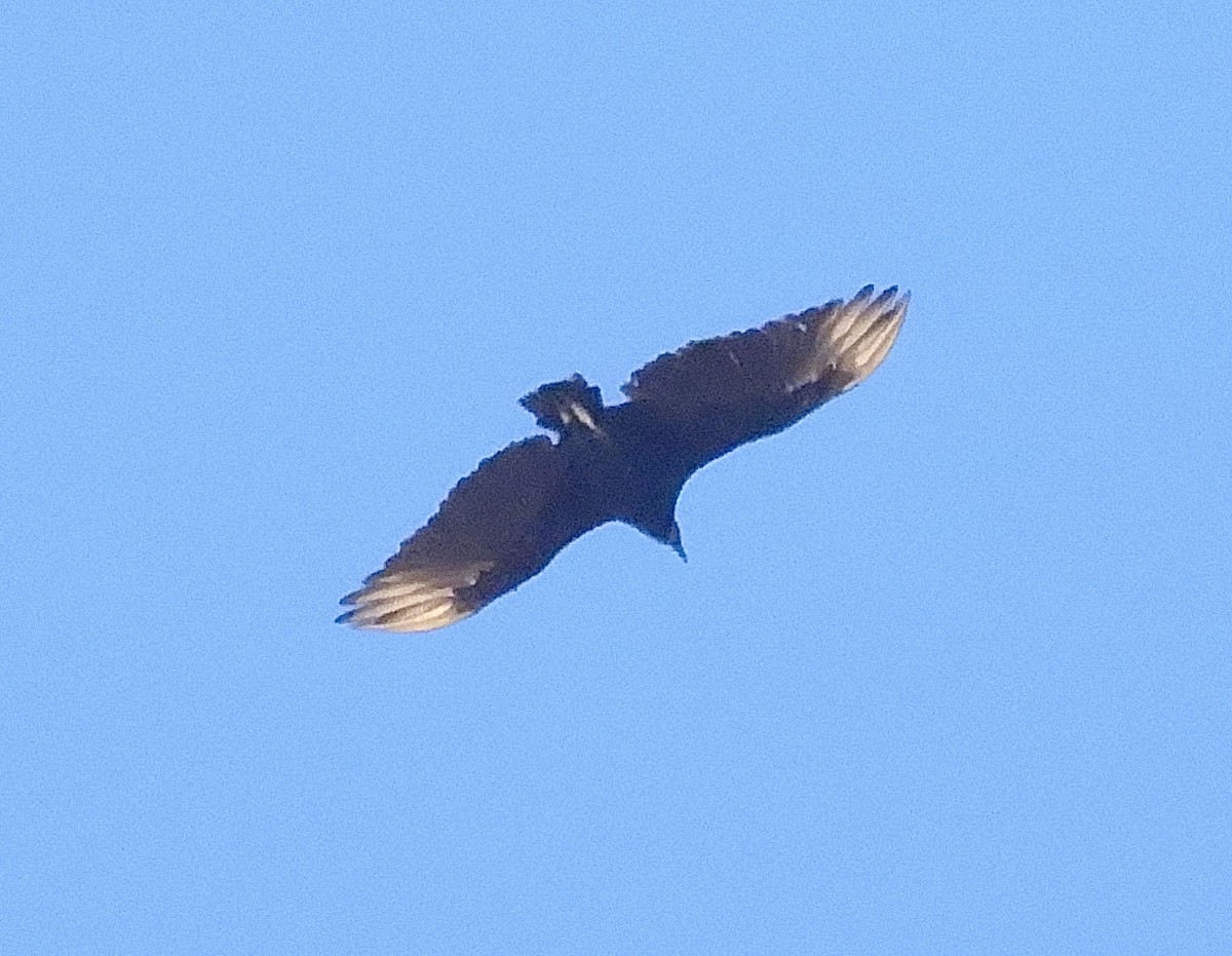 Black Vulture - ML639784301