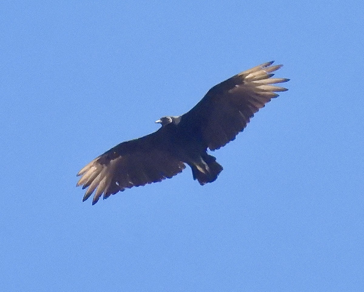 Black Vulture - ML639784302