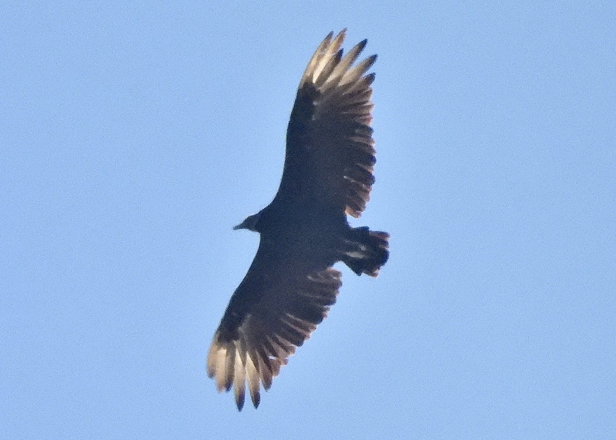 Black Vulture - ML639784304