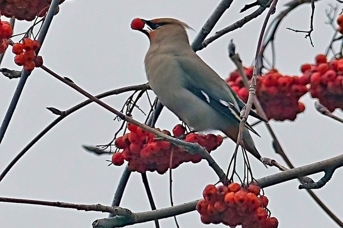 Bohemian Waxwing - ML639784320