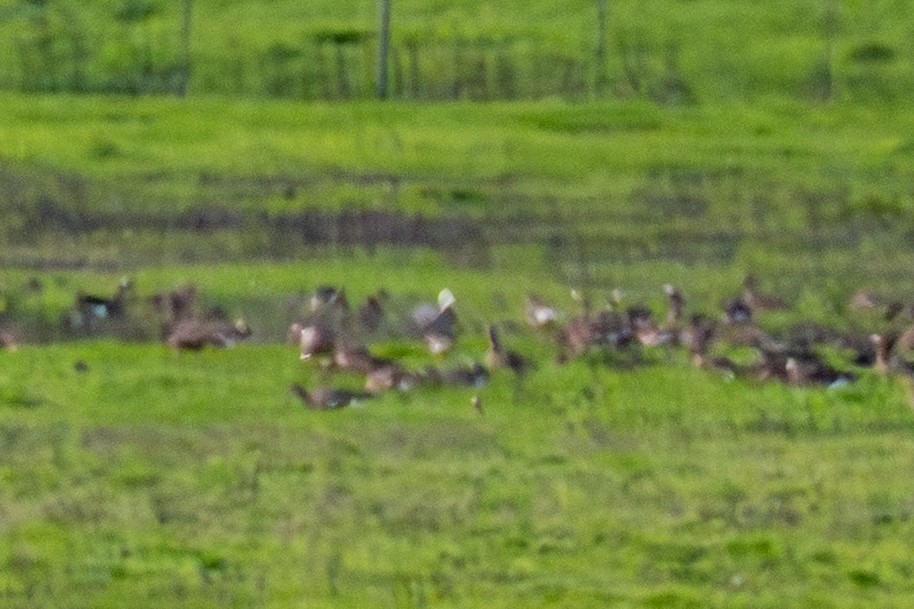 Emperor Goose - ML639784331