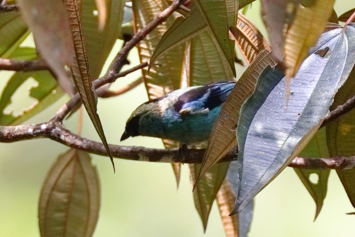 Metallic-green Tanager - ML639784347