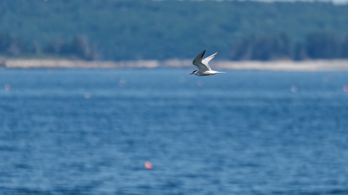 Common Tern - ML639784357