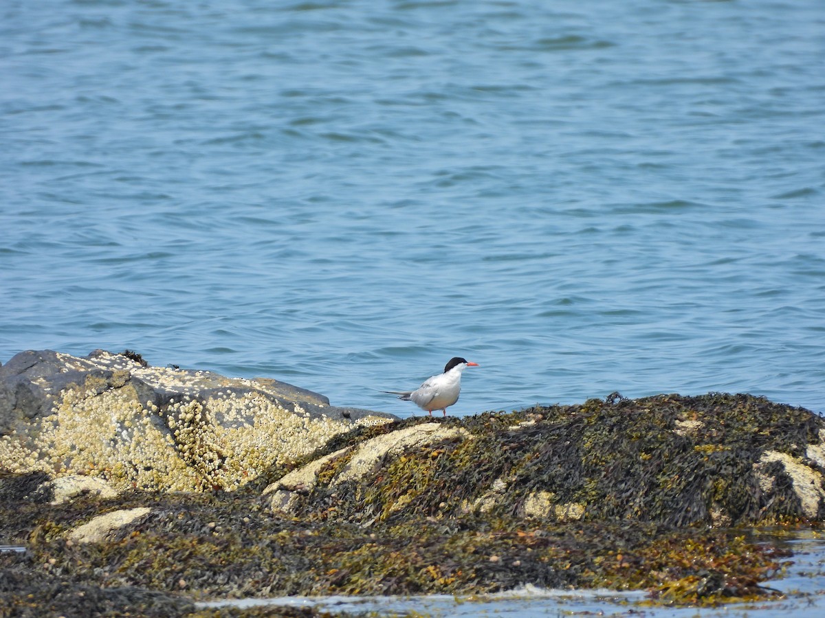 Common Tern - ML639784434