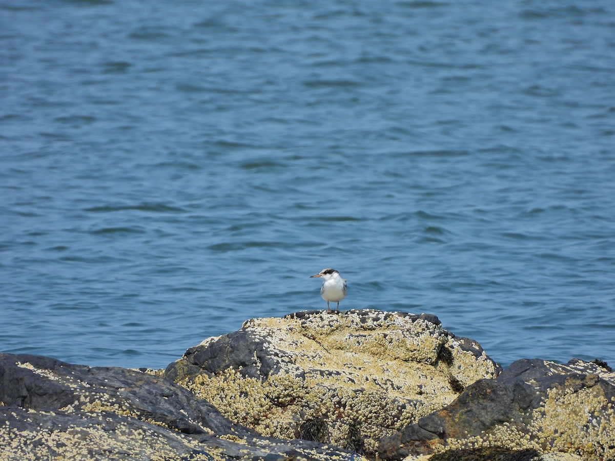 Common Tern - ML639784435