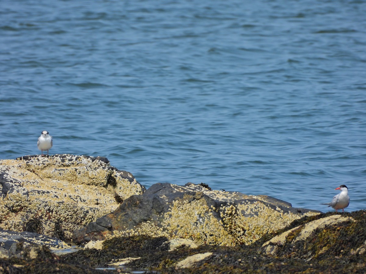 Common Tern - ML639784438