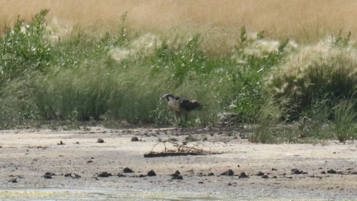 Halcón Peregrino - ML639784490