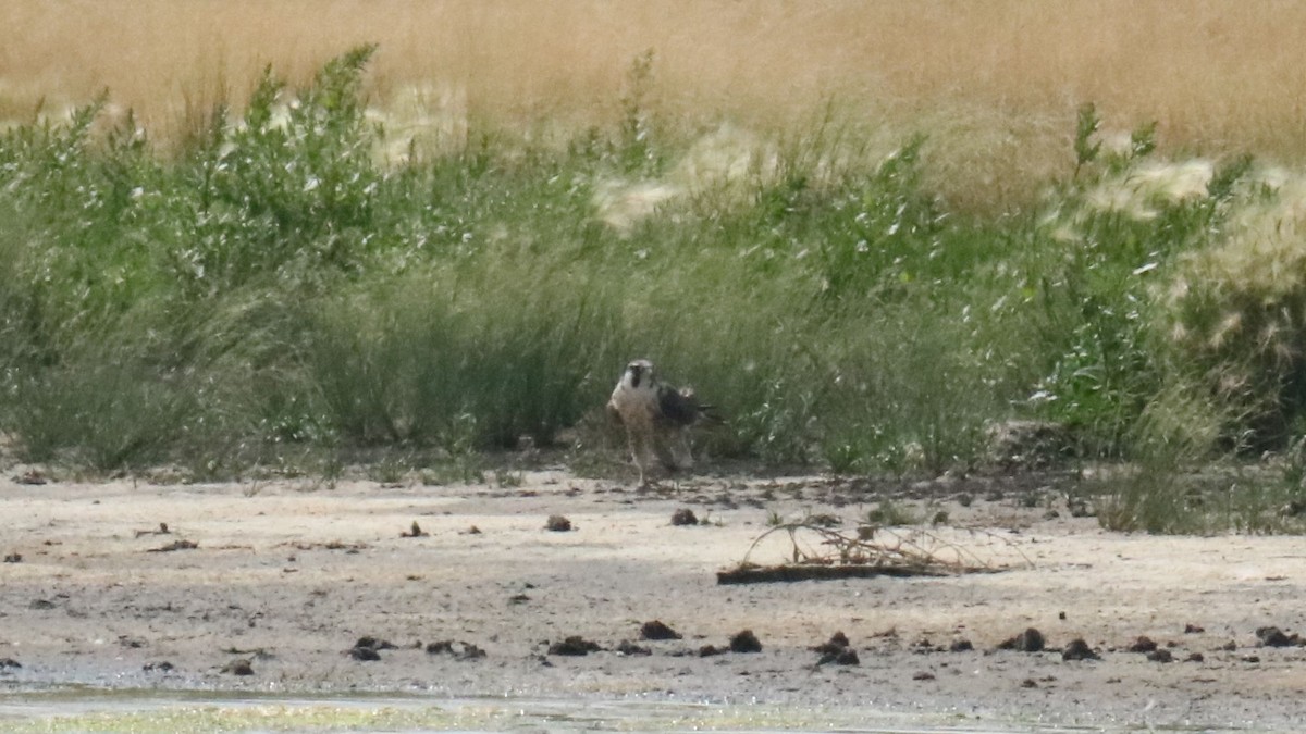 Halcón Peregrino - ML639784491