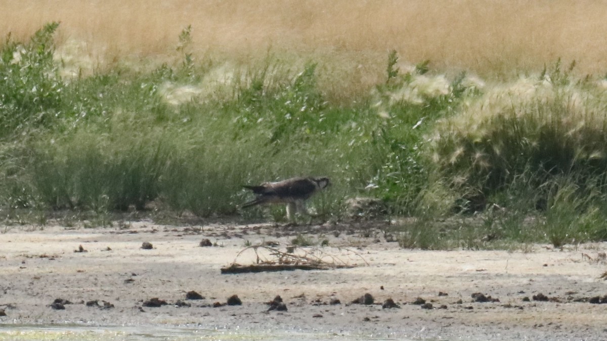 Halcón Peregrino - ML639784492