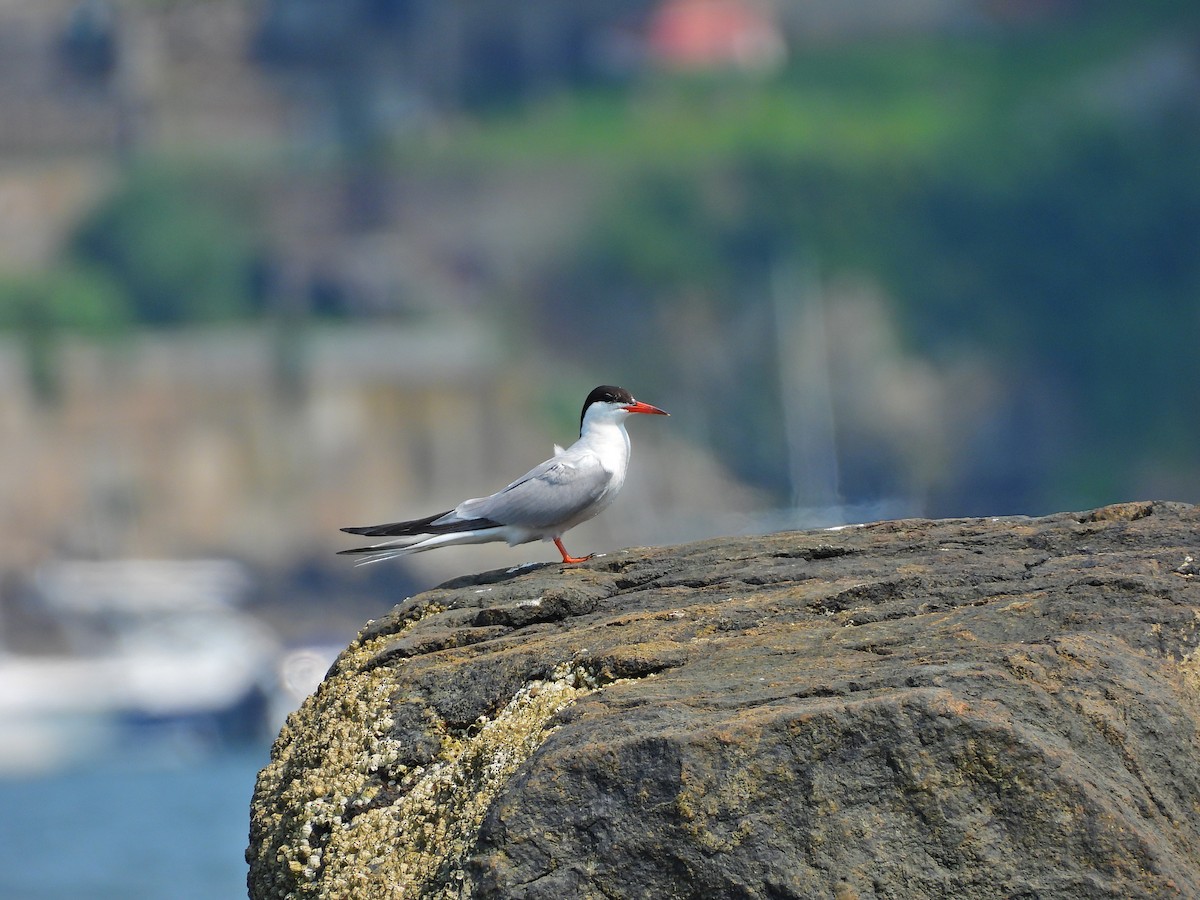Common Tern - ML639784508