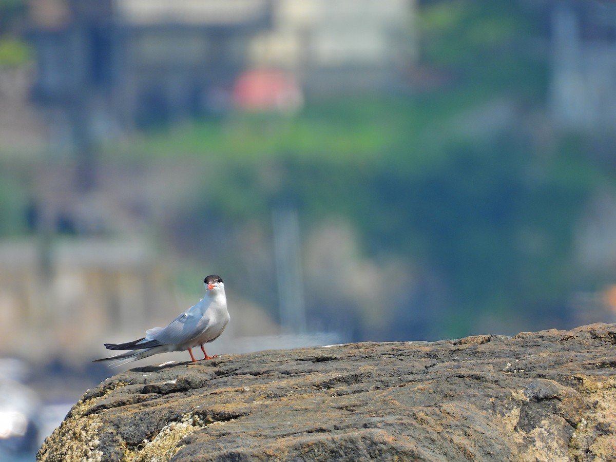 Common Tern - ML639784509