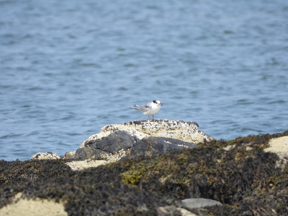 Common Tern - ML639784514