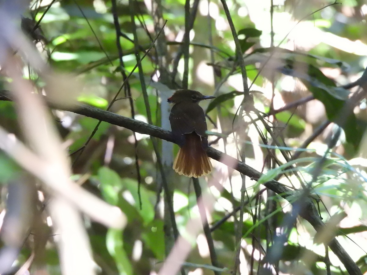 Tropical Royal Flycatcher (Amazonian) - ML639784542