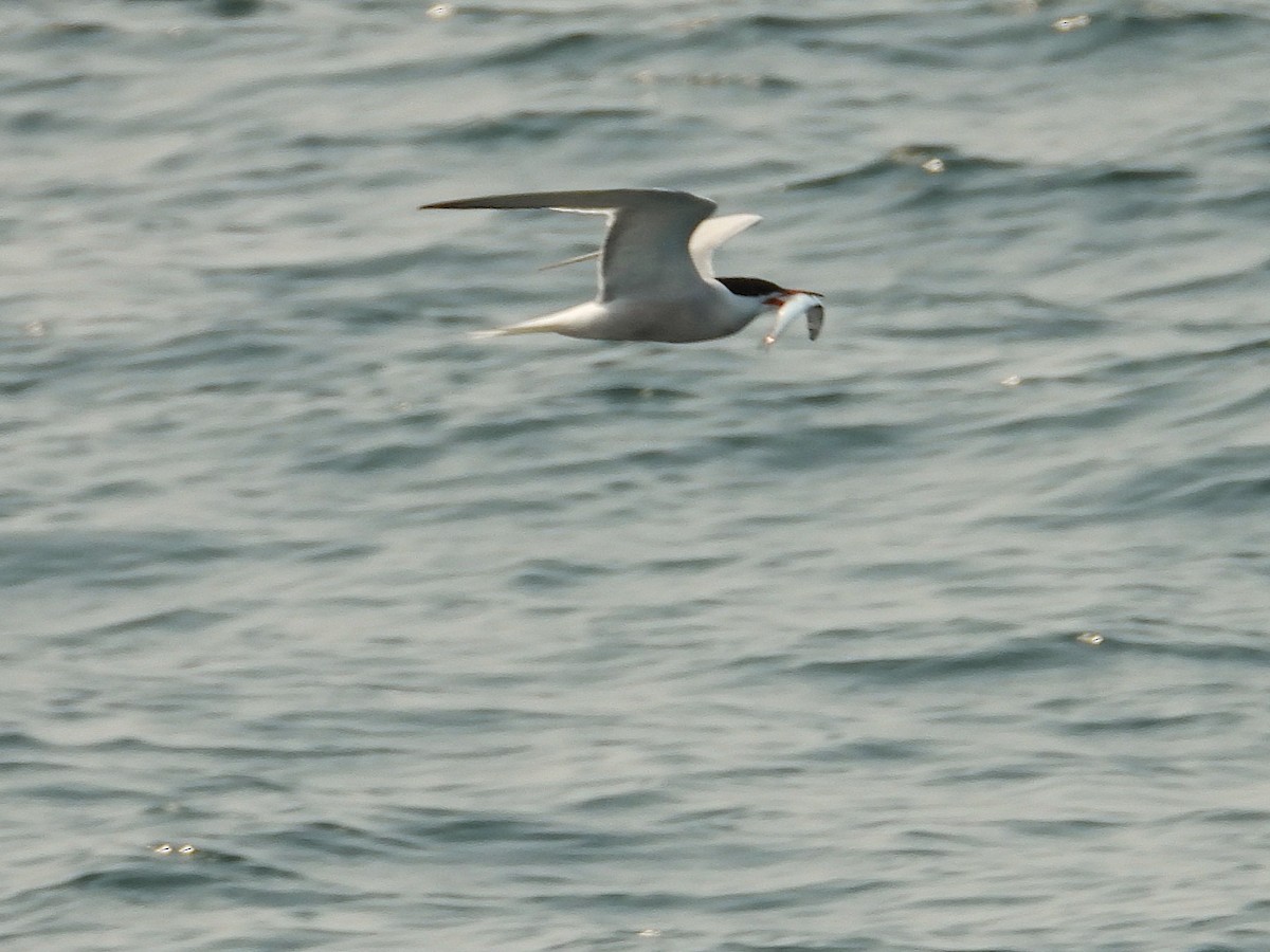 Common Tern - ML639784548