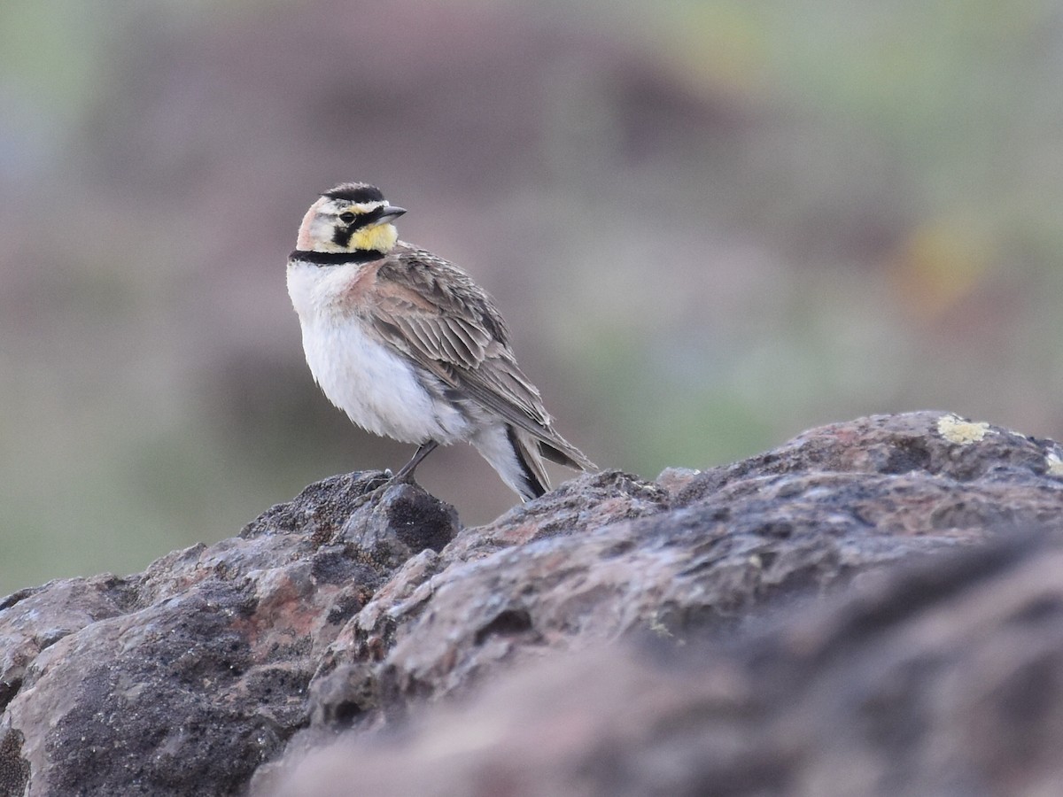 Horned Lark - ML639784552