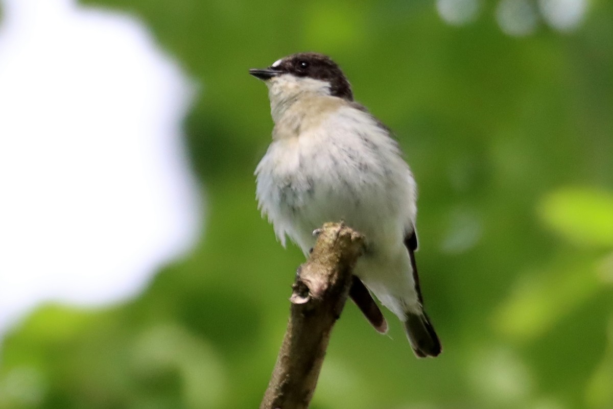 European Pied Flycatcher - ML639784558