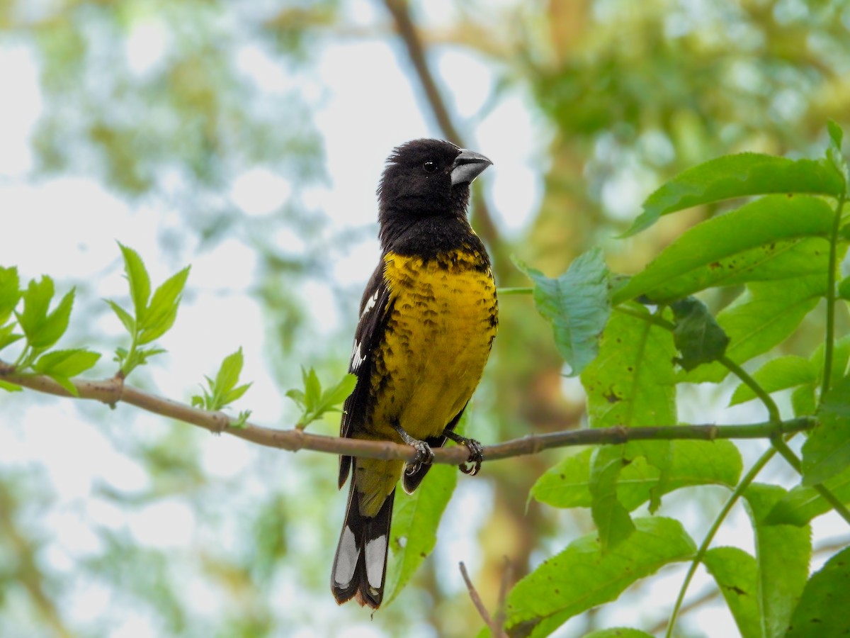 Black-backed Grosbeak - ML639784564
