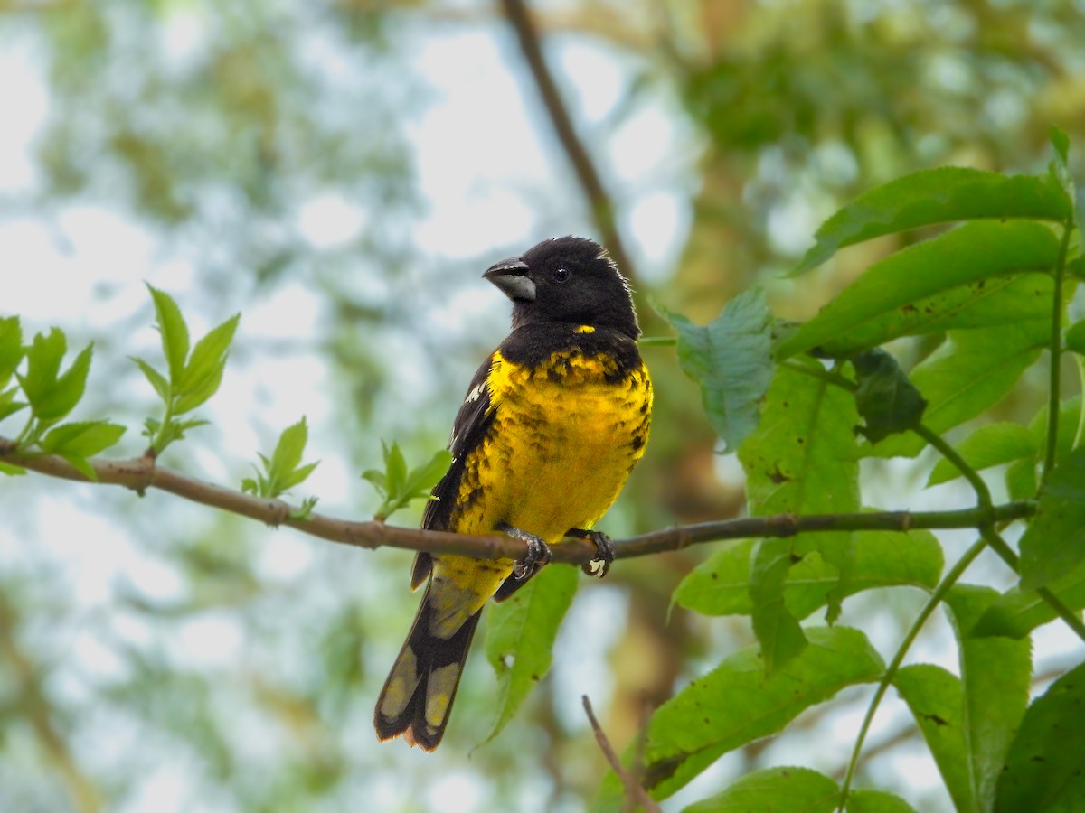 Black-backed Grosbeak - ML639784565
