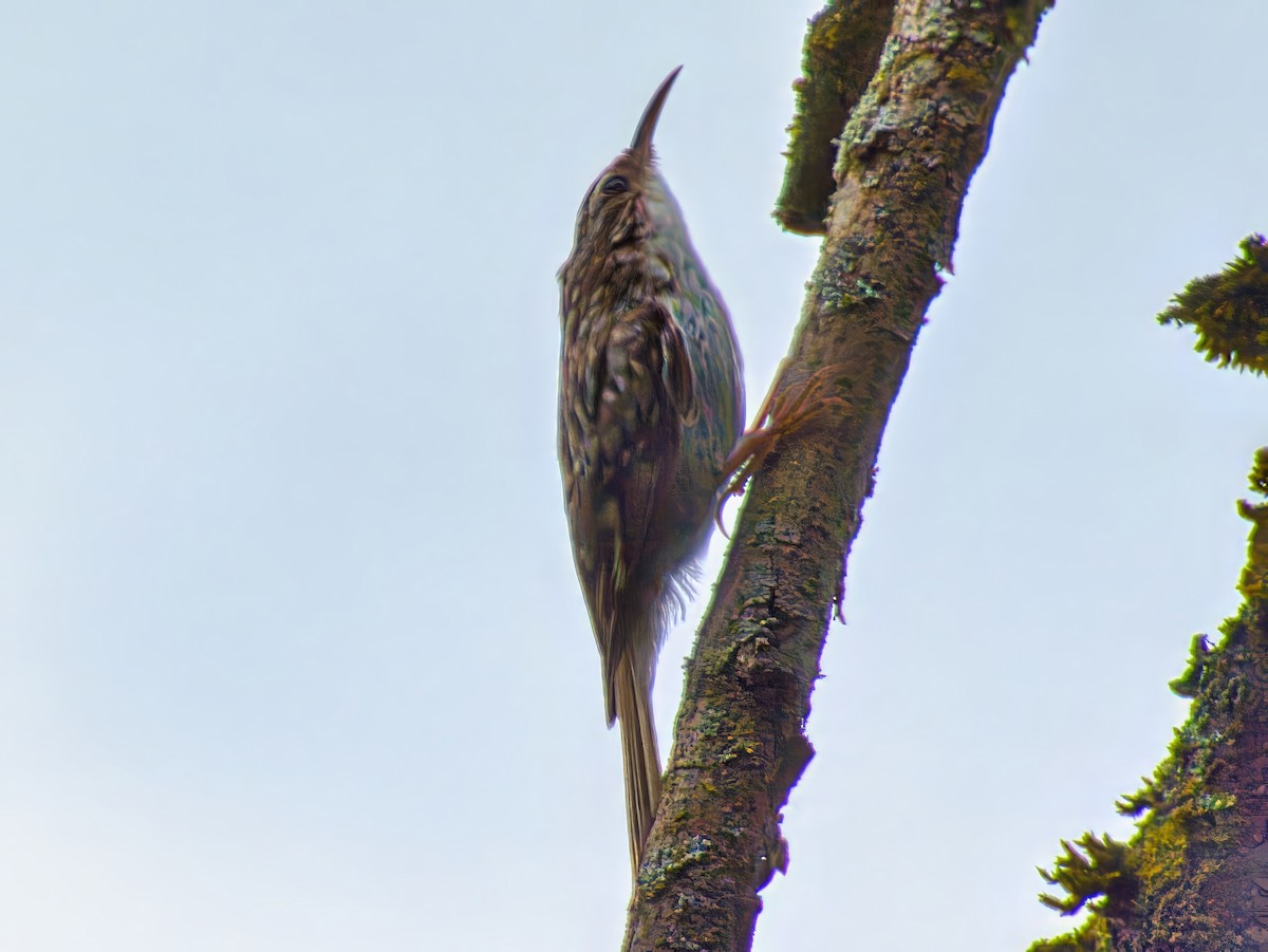 Short-toed Treecreeper - ML639784602