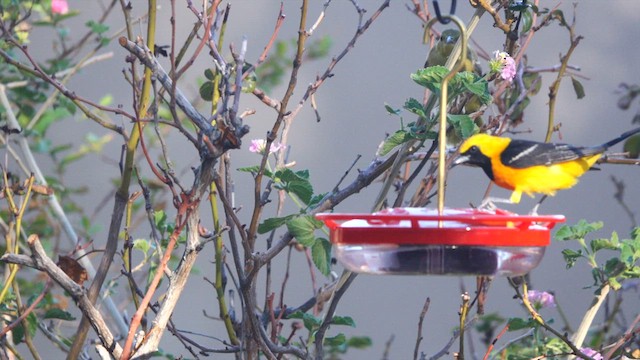 Hooded Oriole - ML639784682