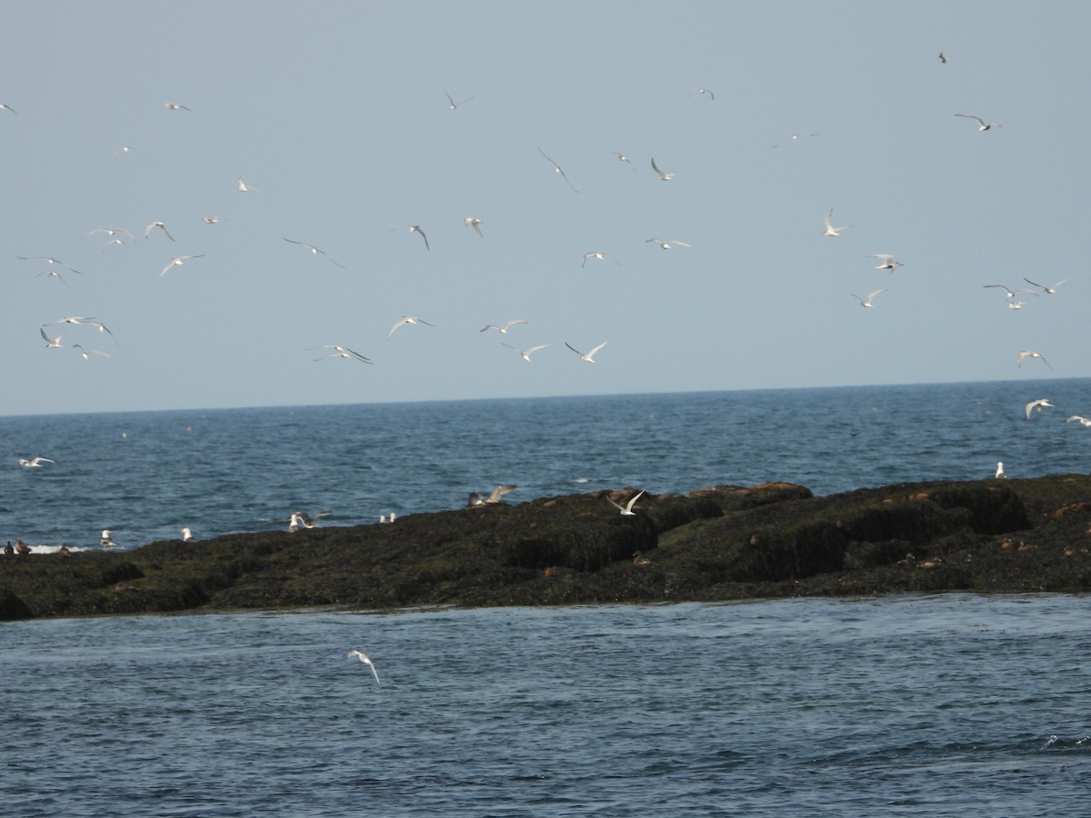 Common Tern - ML639784735