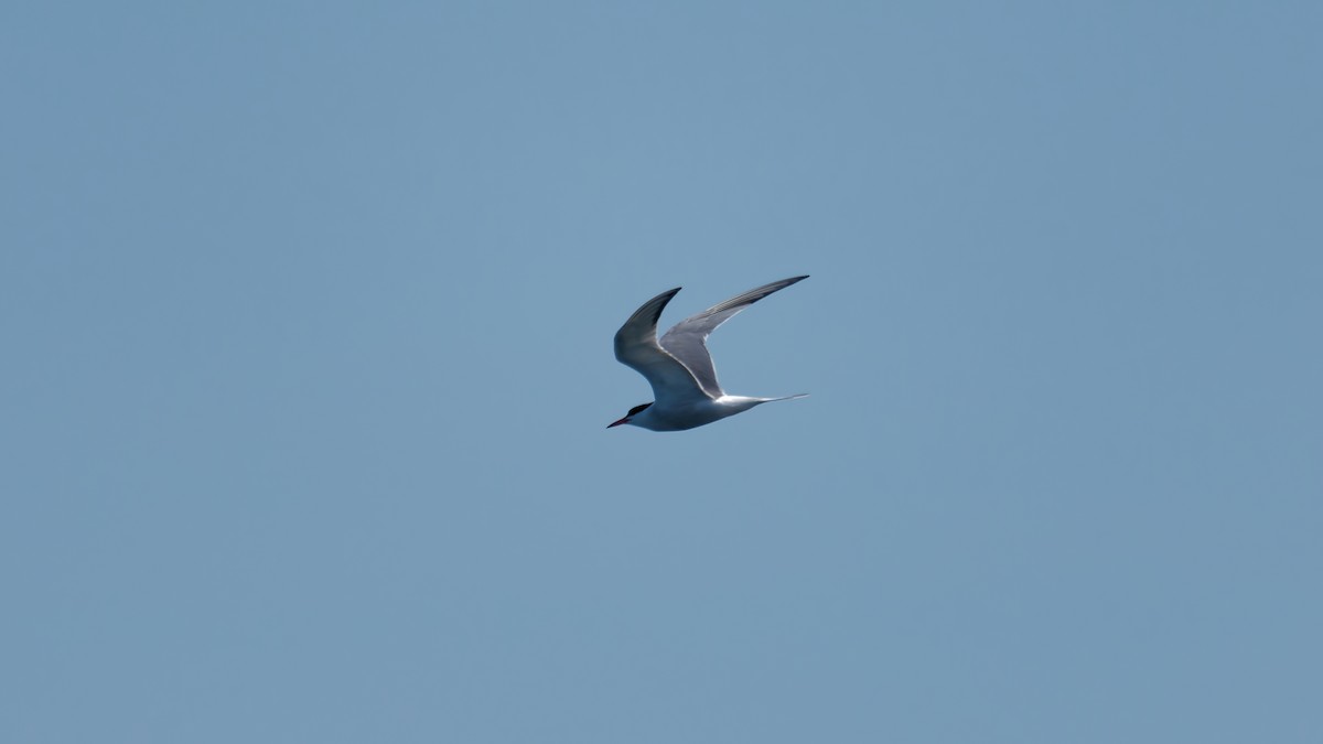 Common Tern - ML639784739