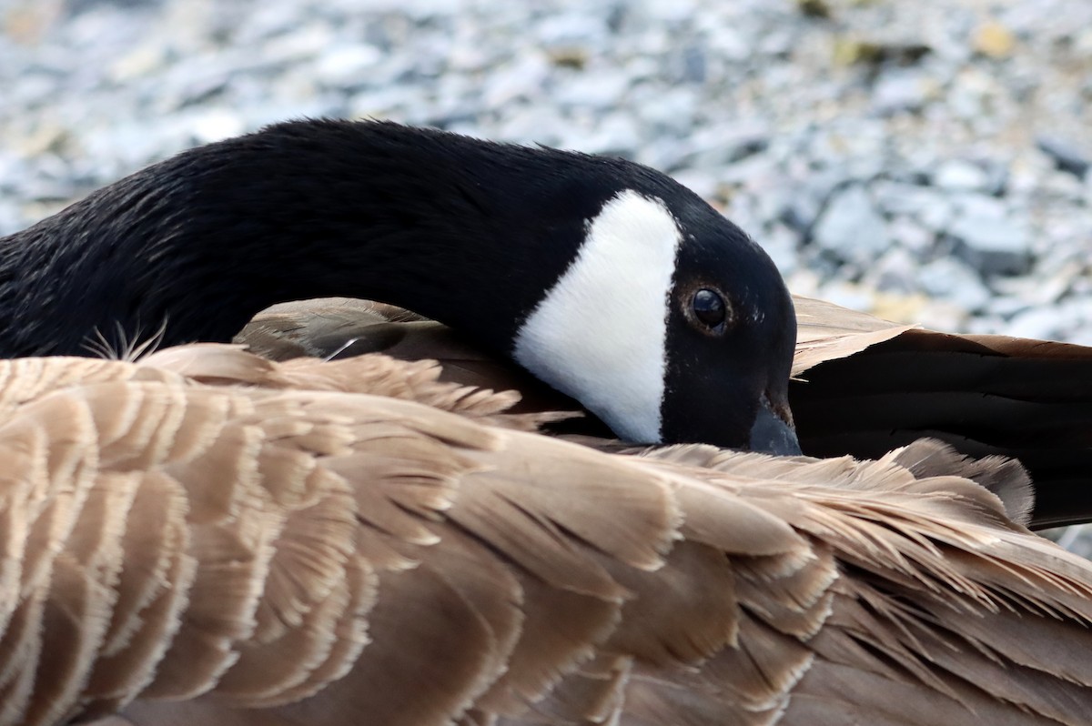 Canada Goose - ML639784744