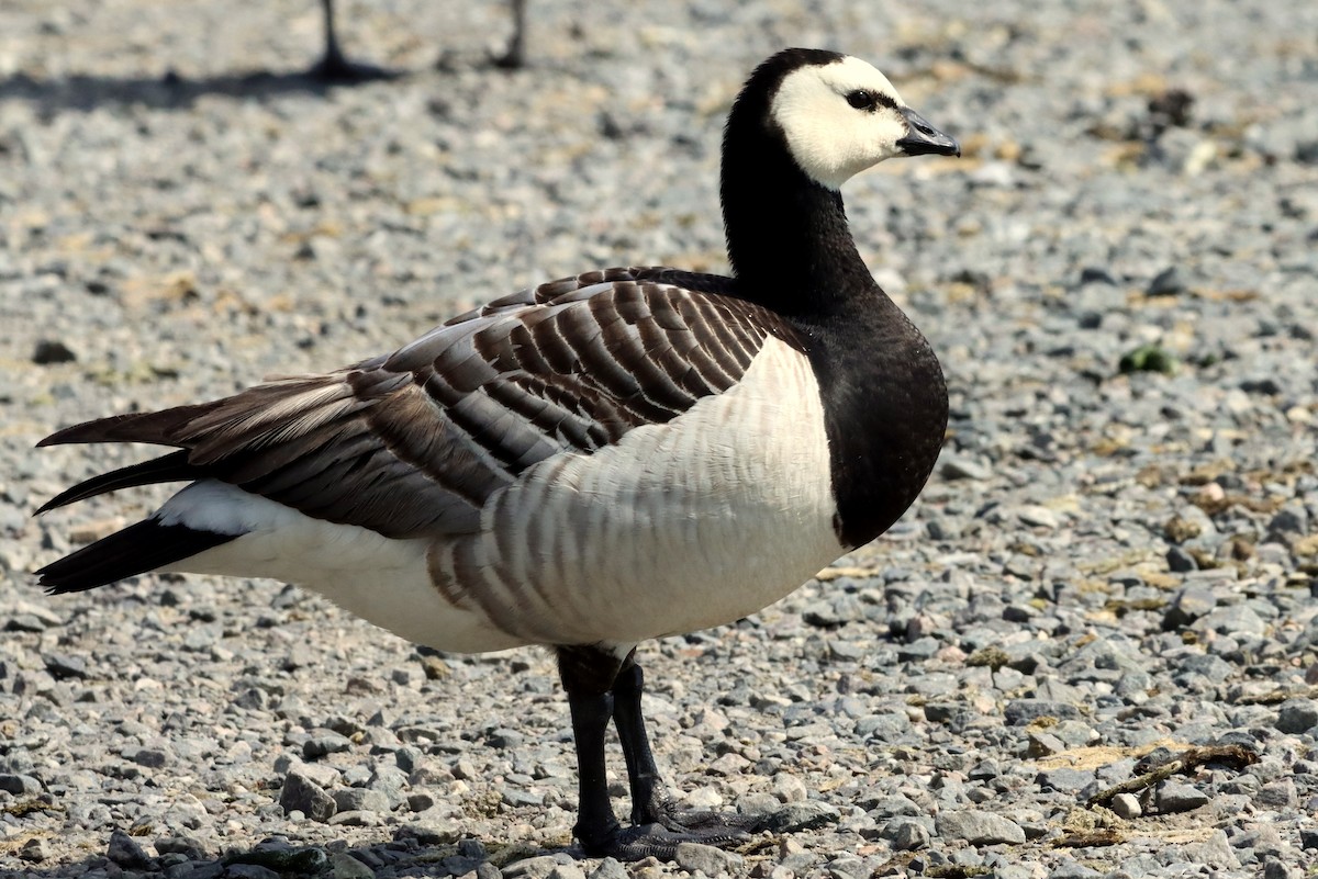 Barnacle Goose - ML639784758