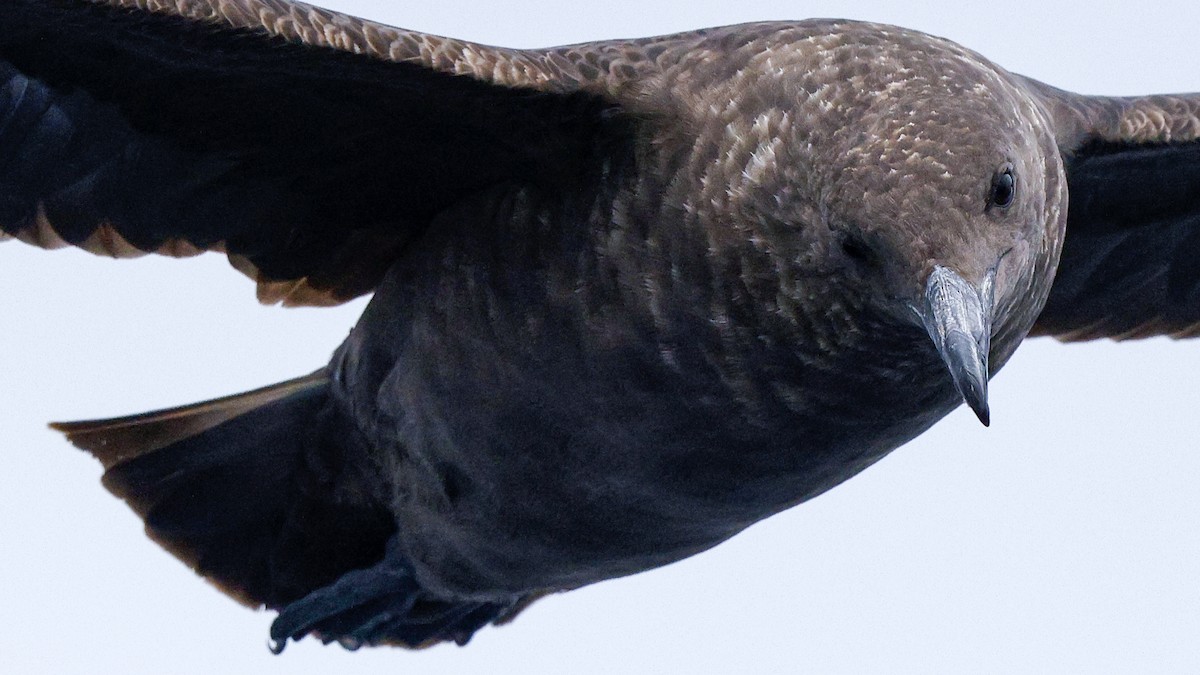 Marikaka polarra - ML639784791