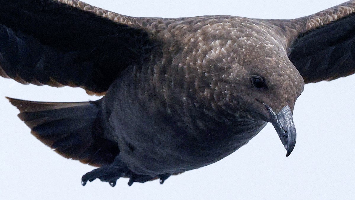 Marikaka polarra - ML639784792