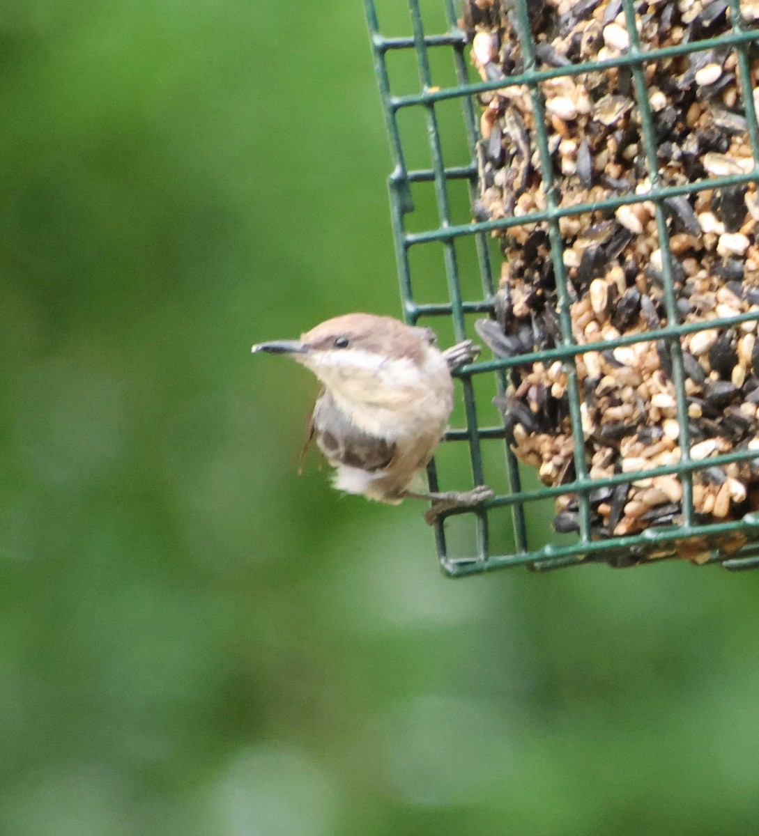 Brown-headed Nuthatch - ML639784936