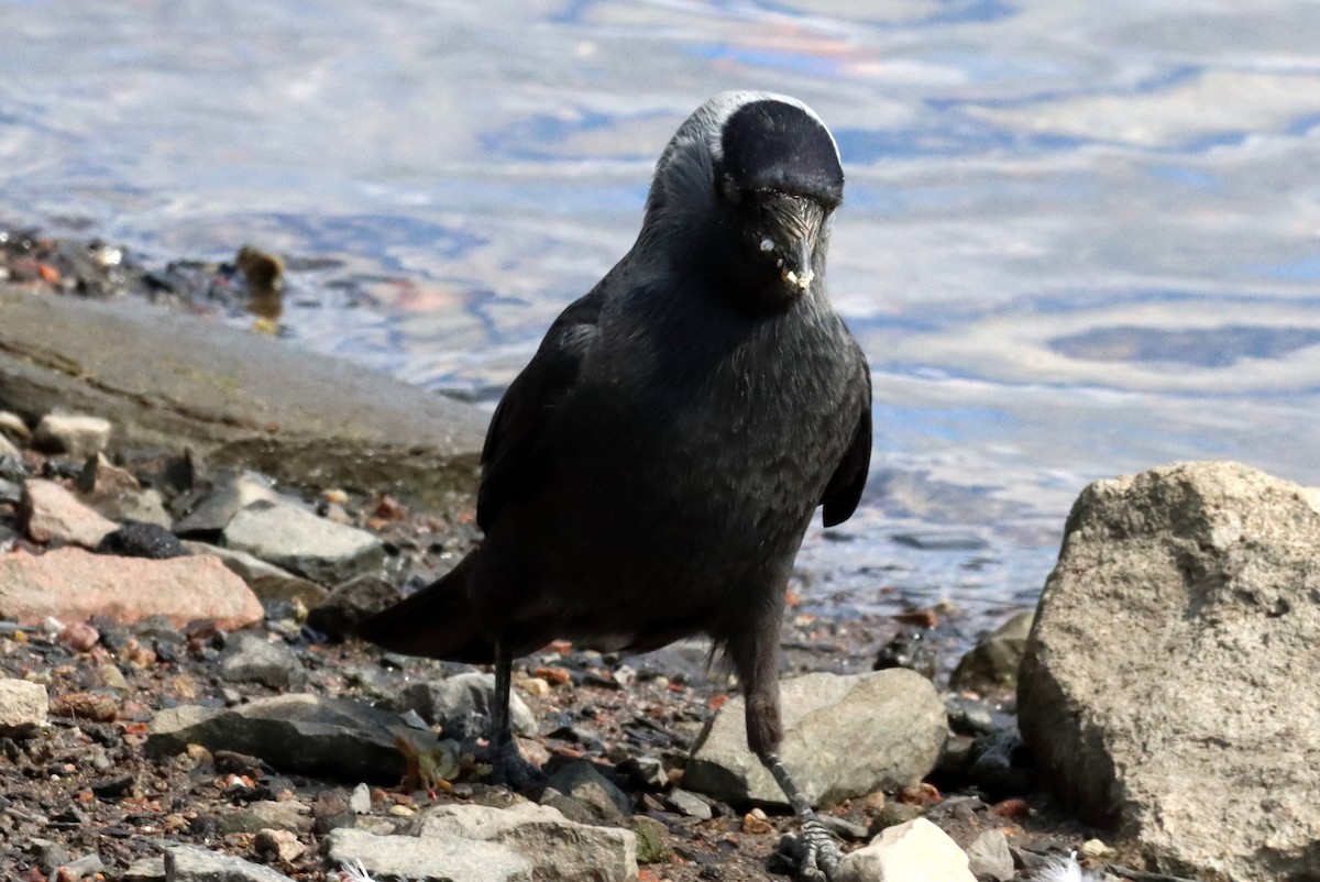 Eurasian Jackdaw - ML639784967