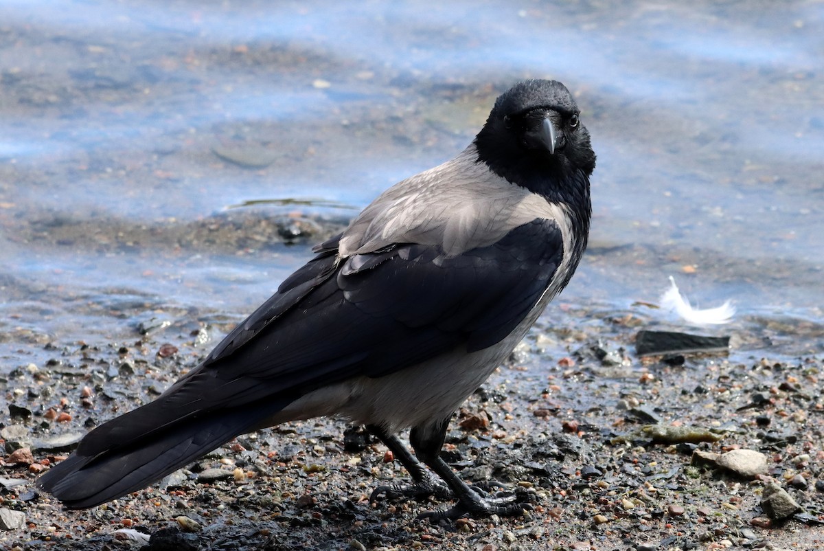 Hooded Crow - ML639784972