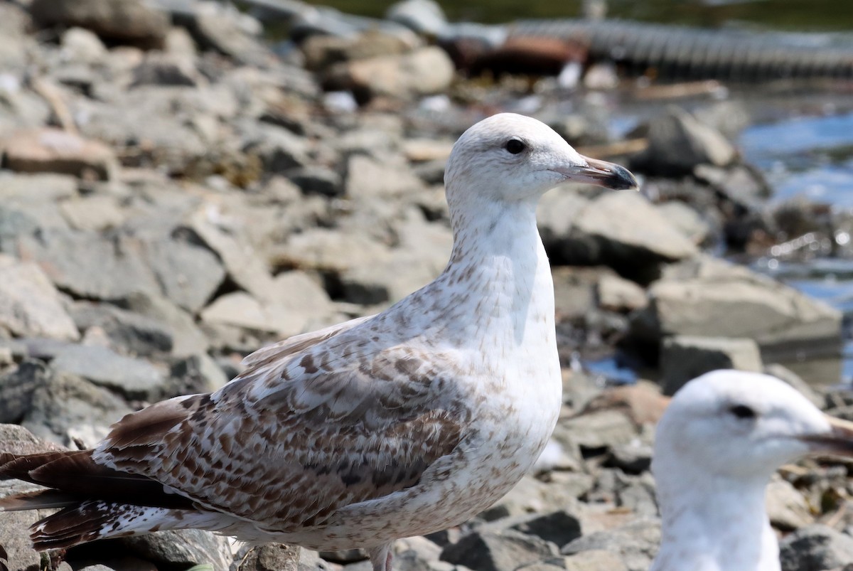 European Herring Gull - ML639784984