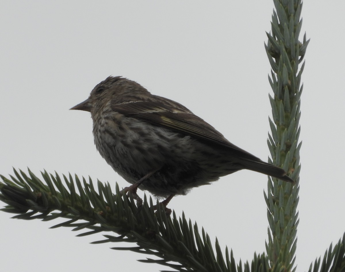 Pine Siskin - ML639784988